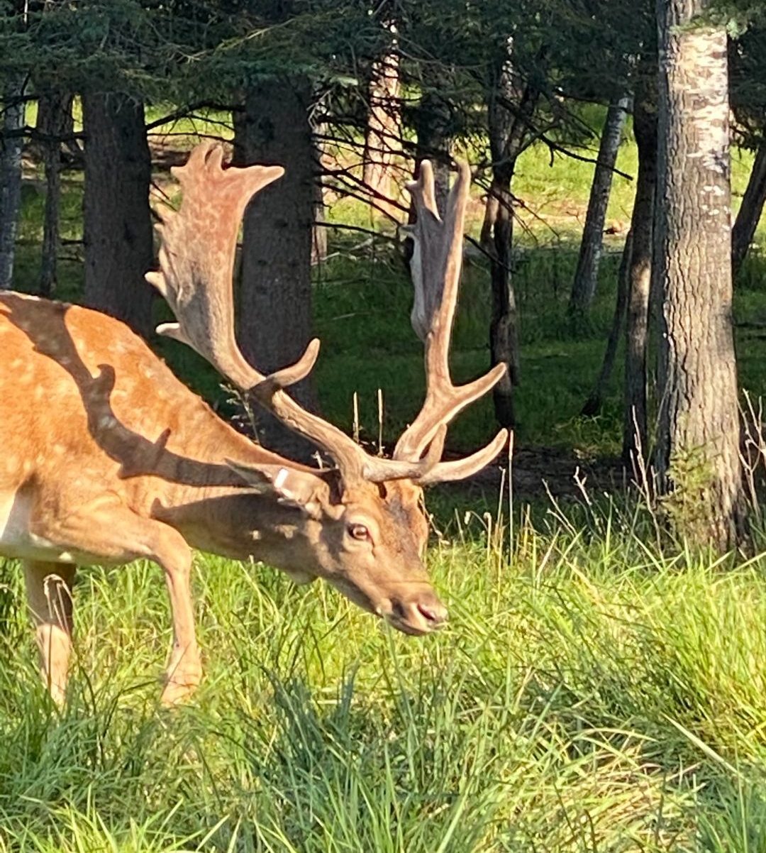 Fallow Deer